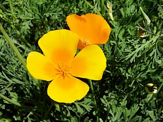 Eschscholzia californica | California Poppy gallery image