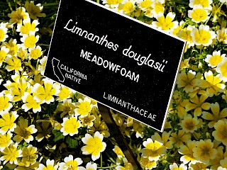 Limnanthes douglasii | Meadowfoam gallery image