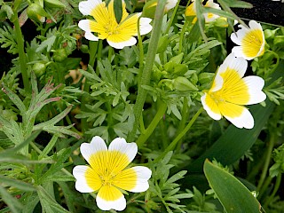 Limnanthes douglasii | Meadowfoam gallery image