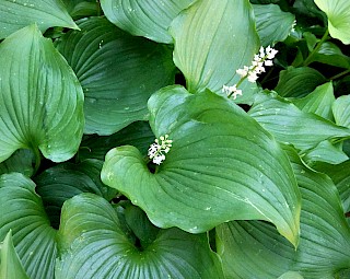 Maianthemum dilatatum | False Lily-of-the-Valley gallery image