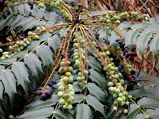 Beberis nervosa | Longleaf Mahonia gallery image