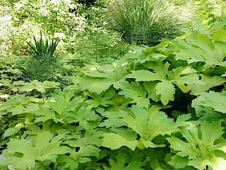 Petasites sp. | Coltsfoot gallery image