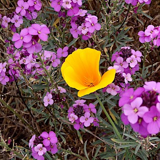 Eschscholzia californica | California Poppy gallery image