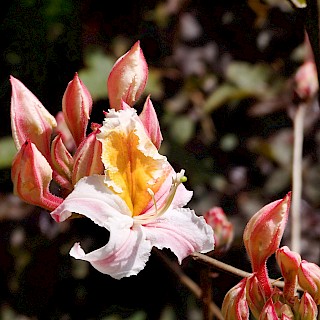 Rhododendron occidentale | Western Azalea gallery image