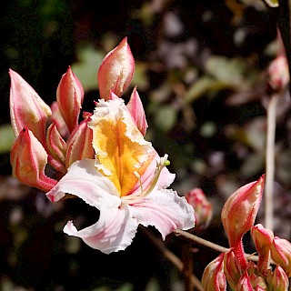 Rhododendron occidentale | Western Azalea gallery image