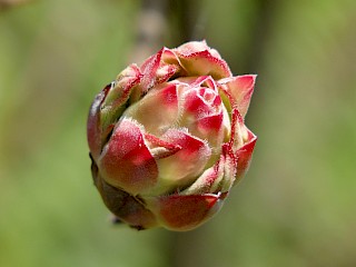 Rhododendron occidentale | Western Azalea gallery image