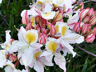 Rhododendron occidentale | Western Azalea gallery image