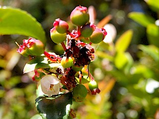 Vaccinium ovatun | Evergreen Huckleberry gallery image