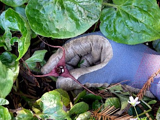 Asarum cadatum 