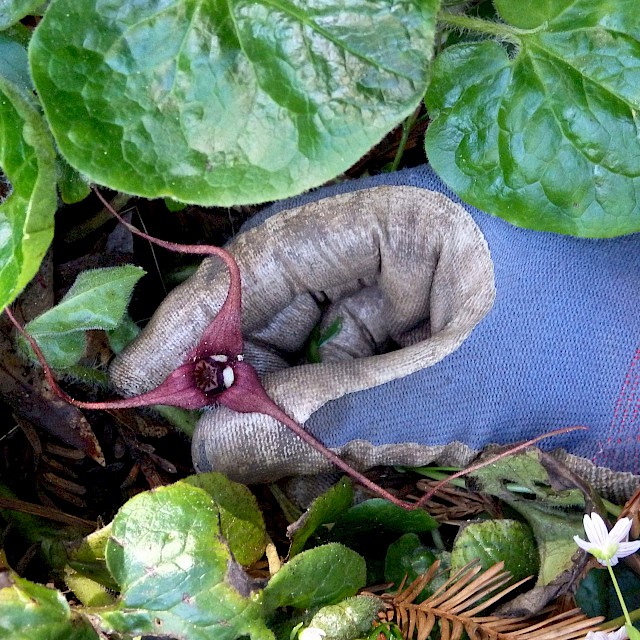 Asarum cadatum 