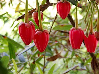 Crinodendron hookerianum 