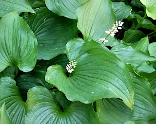 Maianthemum dilatatum 