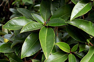 Rhododendron leaves line the pathways gallery image