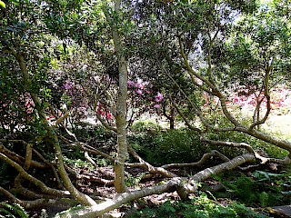 Myrica californica 