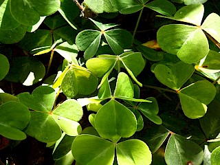 Oxalis oregana 