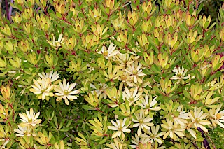 Leucadendron sp. gallery image