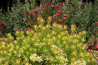 Leucadendron gallery image