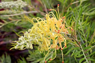 Grevillea sp. gallery image