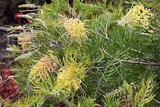 Grevillea sp. gallery image