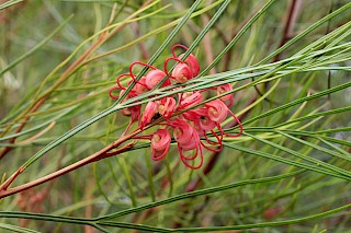 Grevillea 