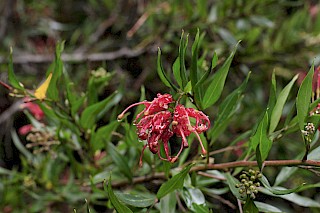 Grevillea 