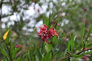 Grevillea 