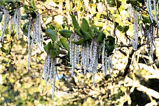 Garrya elliptica 