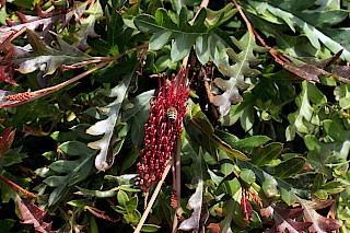 Grevillea 