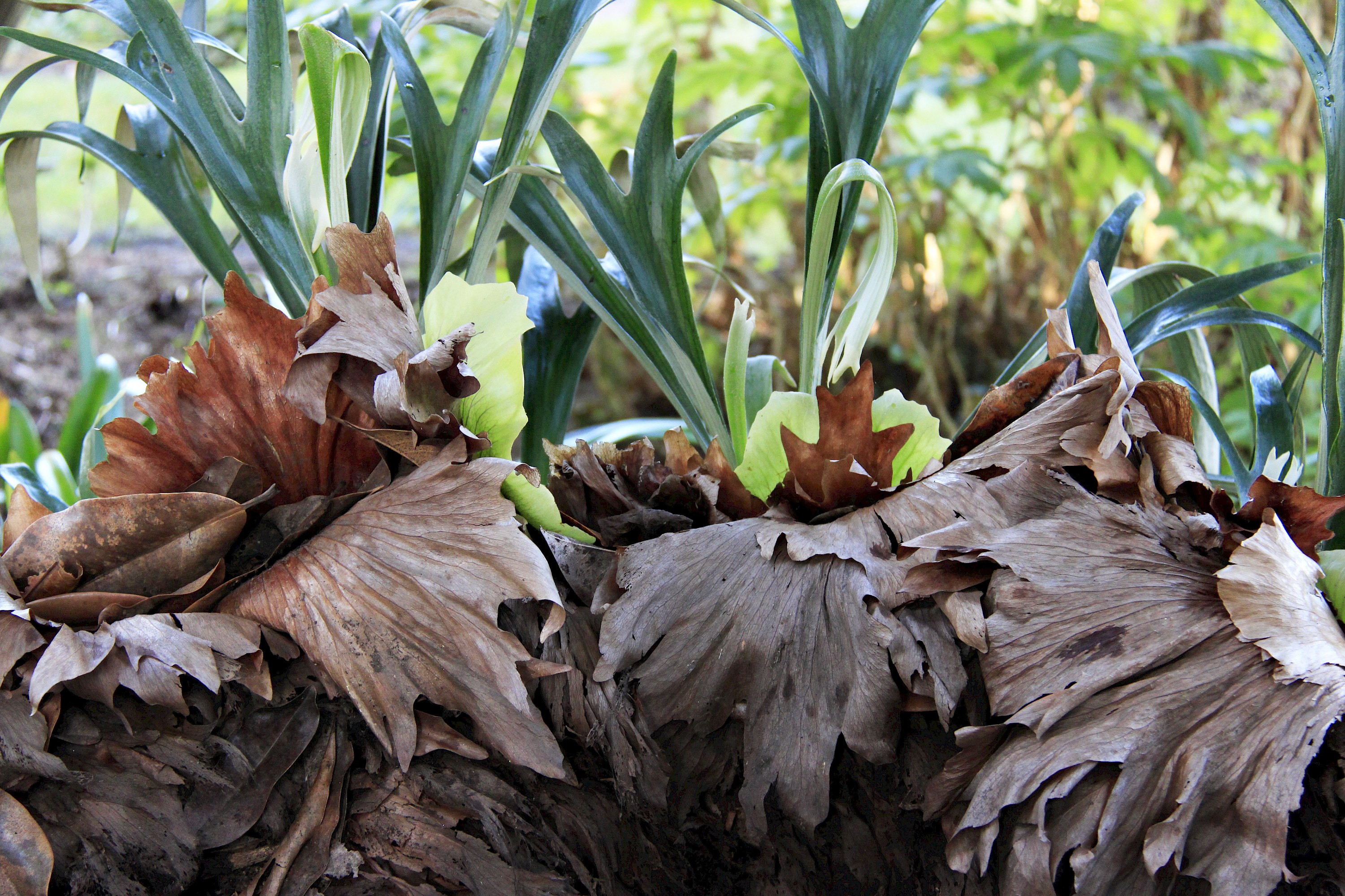 Staghorn Fern Photo Galleries MCBG Inc. 2020 Fort