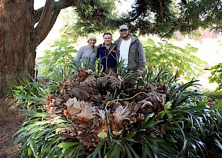 MCBG Gardeners Jaime and Pete with fern donor John Ziesenhenne (center) gallery image