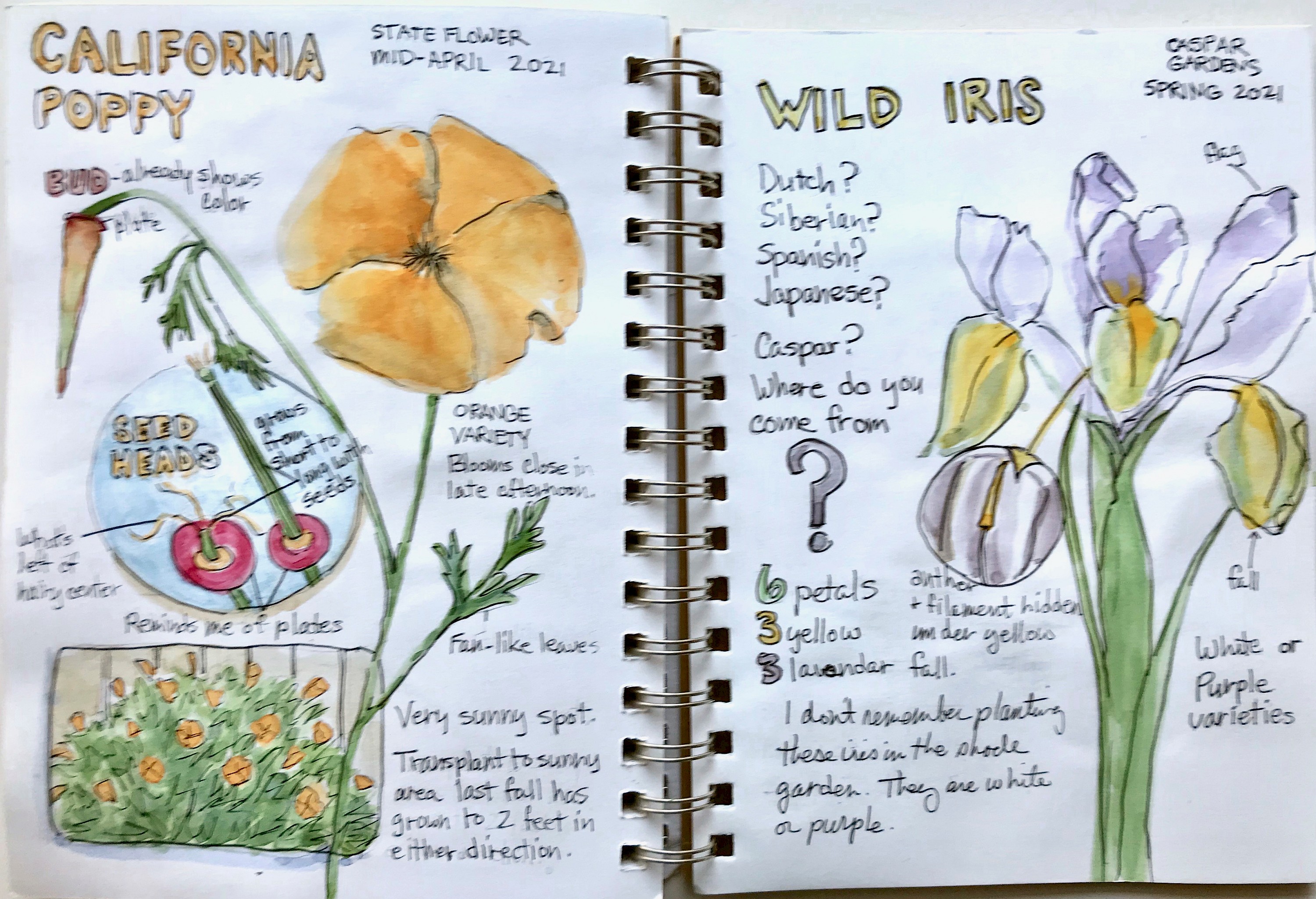 Nature journaling at SCCS: not just a quaint pastime - South City Community  School
